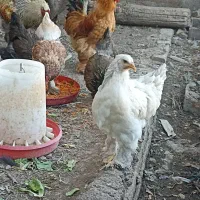 تخم نطفه دار برهما|حیوانات مزرعه|کاشان, راوند|دیوار