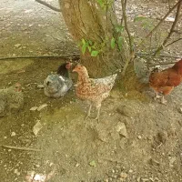 مرغ و خروس محلی