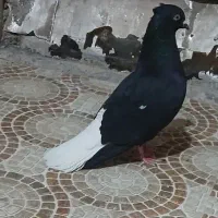 اشعل سیاه