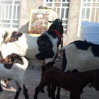 بزو کهره پازن