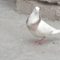 کفتر|پرنده|مشگین شهر, |دیوار