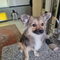 حیوان خانگی|سگ|گرگان, |دیوار