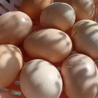 تخم مرغ محلی|خوردنی و آشامیدنی|سبزوار, مدرس|دیوار