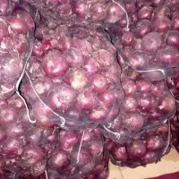 تور پیاز بناب
