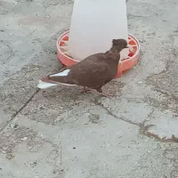 کبوتر کفتر|پرنده|شاهین‌شهر, شهرک گلدیس|دیوار