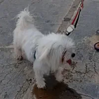 شیتزو