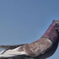 گلی تهرونی|پرنده|بم, |دیوار