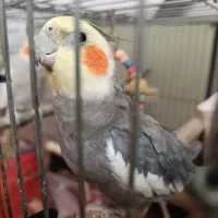 فروش فوری عروس