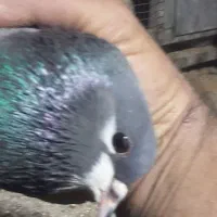 کبوتر بدرنگ