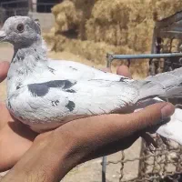 ماده سار کاکلی