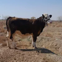 گاو شیری|حیوانات مزرعه|اسفرورین, |دیوار