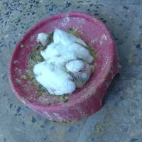 کبوتر