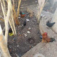 خروس|حیوانات مزرعه|حمیدیا, |دیوار