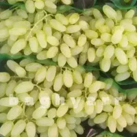 اصلاح ساختار خاک وتغذیه و کوددهی باغات ومزارع