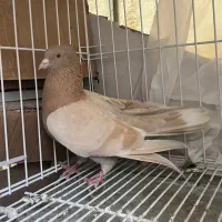 کفتر کبوتر نر زرد دو خط با چند جفت دیگه