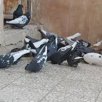 کفتر ۳۰ عدد سرسیاه سینه سیاه زاغ ابادانی