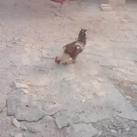 مرغ خر وس