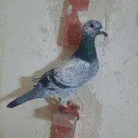 کبوتر آلمانی میزون ۴تاش ۸۰۰ مفت