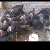 بوقلمون مناسب پروار برای شب چله و زمستون|حیوانات مزرعه|قروه, |دیوار