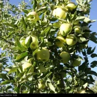 ۲۰۰۰مترمربع/باغ میوه/سندتک برگ/چقادون