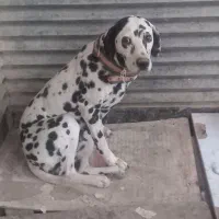 ماده دالمیشن ۲ ساله|سگ|چهارباغ, |دیوار