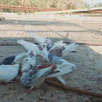 کفتر