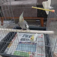 عروس هلندی|پرنده|تهران, والفجر (افسریه)|دیوار