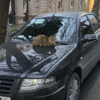 پاتنر ورزشی پسر هستم