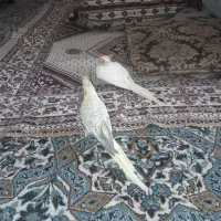 پرنده تزیینی|پرنده|قم, تولید دارو و یخچال|دیوار
