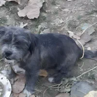 سگ گمشده