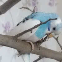 فروش جفت مرغ عشق مولد