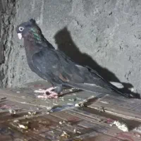 کبوترصرب ماده فروشی|پرنده|جیرفت, |دیوار