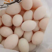 تخم.اردک.نطفه.دارتازه