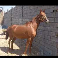 عرب ایرانی اصیل