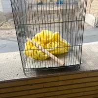 قفس|لوازم جانبی حیوانات|سمنان, |دیوار