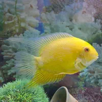 ماهی گوشتخوار،لجنخوار و اکواریوم شیشه خم