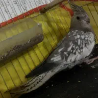 عروس هلندی جلف و با هوش