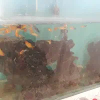 ماهی وآکواریوم