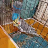 عروس هلندی نر ابلغ