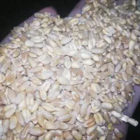 گندم پیشگام