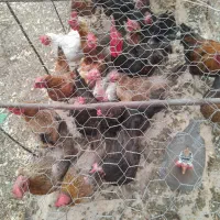 فروش مرغ محلی