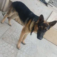 سگ ژرمن شپرد نر