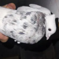 هفت رنگ|پرنده|دهدشت, |دیوار