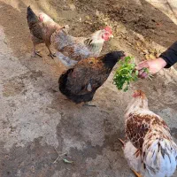 خروس ویاندوت اورنج،خروس چینی مشکی ومرغ چهل تاج|حیوانات مزرعه|مشهد, ویلاشهر|دیوار