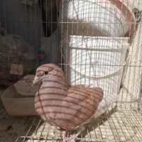کبوتر پرشی