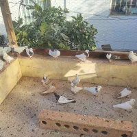 کفتر|پرنده|قائن, |دیوار