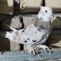 کبوتر پرشی هما سرور|پرنده|شهریار, شهرک بهاران (ویره)|دیوار