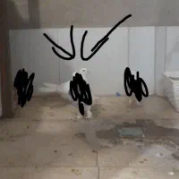 یک عدد کبوتر طوقی ماده گم کردم مژدگانی ویژه