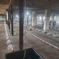 صفر تا صد تجهیزات مرغداری گوشتی و تخمگذار|ماشینآلات صنعتی|تهران, توحید|دیوار