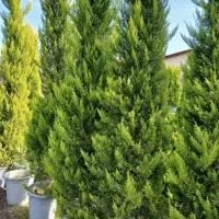 نهال۳متری|گل و گیاه طبیعی|اصفهان, زهران|دیوار